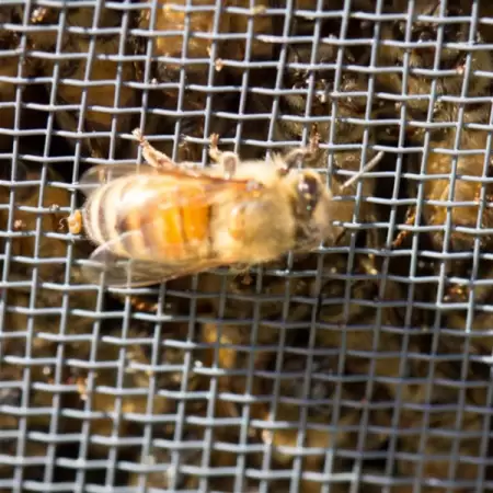 Plasa sarma ZN  1x12M  4.2x4.2x0.6mm  240232-2