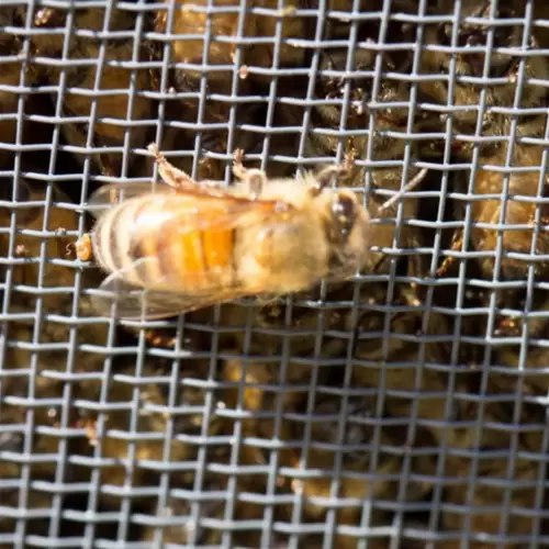 7-Plasa-sarma-ZN--1x12M--2.1x2.1x0.3mm--240164